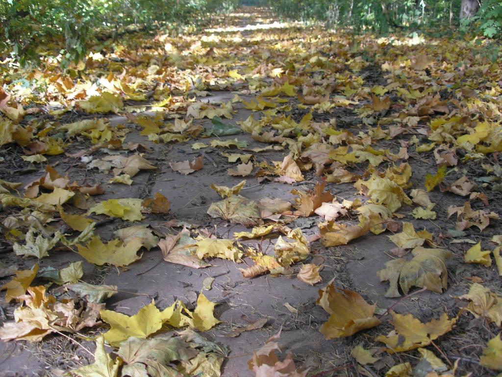 pa012595.jpg