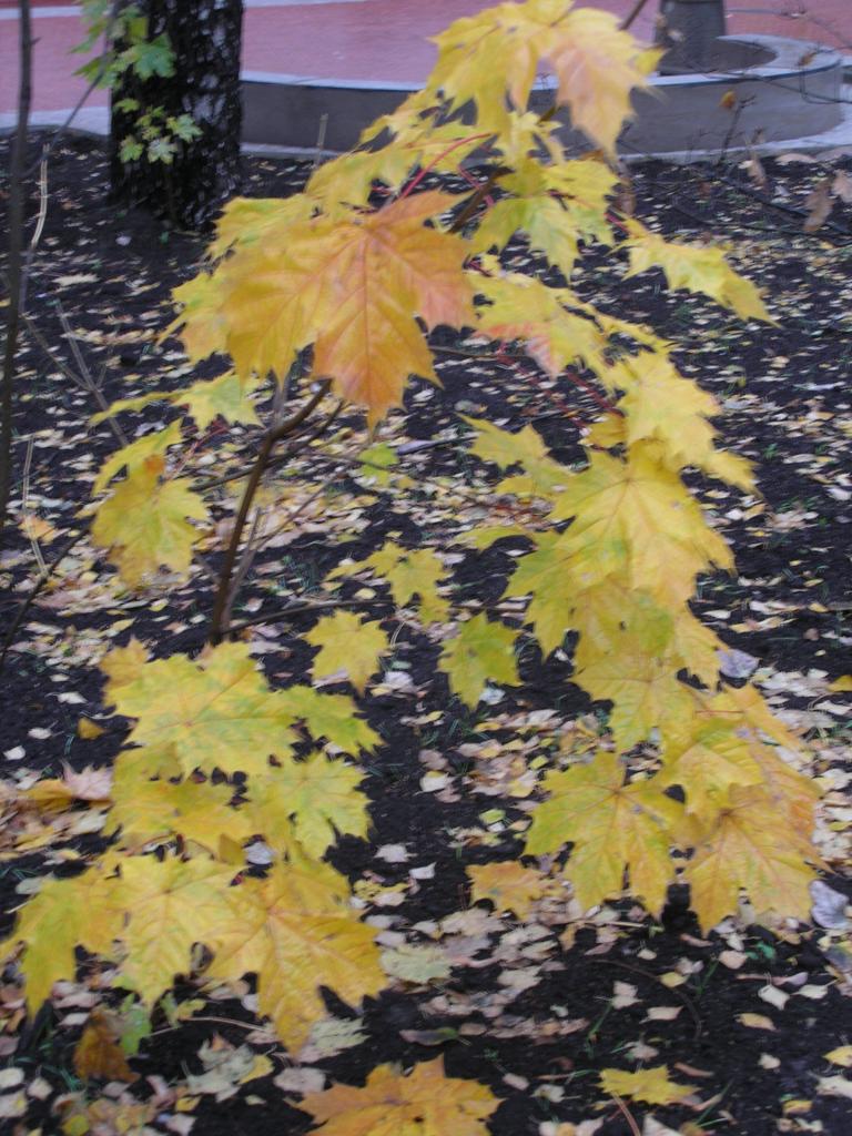 pa273041.jpg