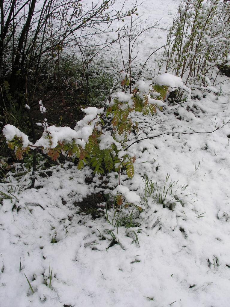p4237142.jpg.jpg